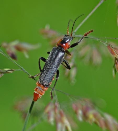 Cantharis fusca